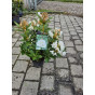 Rhododendron Cunningham White - Partij Rhododendrons