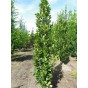 Fagus sylvatica 'Dawyck'- Groene zuilbeuk - boom