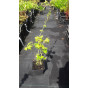 Delphinium (P) “Black Knight” - Ridderspoor - 