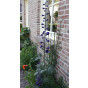 Delphinium (P) 'Blue Bird' - Ridderspoor - 