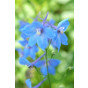 Delphinium (P) 'Summer Skies' - Ridderspoor - 