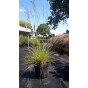 Deschampsia cespitosa Bronzeschleier - Ruwe smele- 