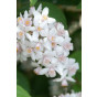 Bruidsbloem - Deutzia Mont Rose