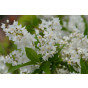 Deutzia gracilis Nikko - Bruidsbloem