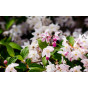 Deutzia cr. Pride of Rochester | Bruidsbloem
