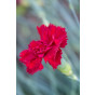 Dianthus grat. Rötkappchen - Rotsanjer -