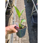 Echinacea purpurea - Zonnehoed - 