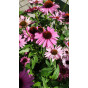 Echinacea purpurea - Zonnehoed - 