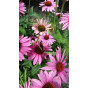 Echinacea purpurea 'Magnus' - Zonnehoed -