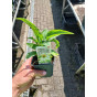 Echinacea purpurea White Swan | Zonnehoed 