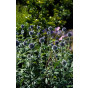Echinops bannaticus Blue - Kogeldistel