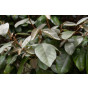 Elaeagnus ebbingei Compacta - Olijfwilg - eleagnus