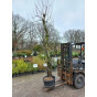 Malus  - Appelboom