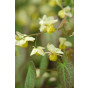 Epimedium versicolor 'Sulphureum' - Elfenbloem - 