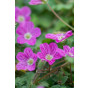 Erodium variabile Bishop's Form - Reigersbek - 