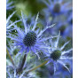 Eryngium zabelii Big Blue - Kruisdistel