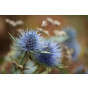 Eryngium planum - Kruisdistel