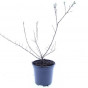 Escallonia Donard Seedling | Escallonia