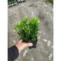 Euonymus Green Wonder | Japanse Kardinaalsmuts | Buxus vervanger