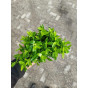 Euonymus Green Wonder | Japanse Kardinaalsmuts | Buxus vervanger