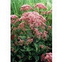 Eupatorium mac. “Atropurpureum” - Leverkruid