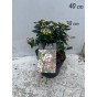 Viburnum tinus Eve Price