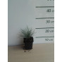 Festuca glauca Elijah Blue - Blauw schapengras 