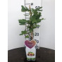 Vijg - Ficus c. Brown Turkey