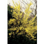 Forsythia intermedia Spectabilis - Chinees klokje