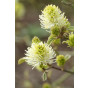 Lampenpoetserstruik - Fothergilla major