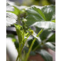 Fragaria vesca “Alexandria” - Bosaardbei