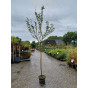 Malus Gravensteiner | Gravenstijn | Appelboom | Hoogstam