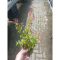 Fuchsia riccartonii - Bellenplant