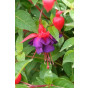 Fuchsia riccartonii - Bellenplant