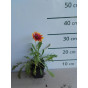 Gaillardia aristata “Kobold” - Kokardebloem