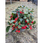 Gaultheria procumbens - Bergthee