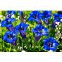 Gentiana asclepiadea - Gentiaan