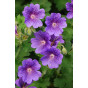 Geranium Brookside - Ooievaarsbek