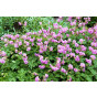 Geranium macr. Czakor