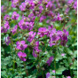 Geranium cantabrigiense Karmina | Ooievaarsbek