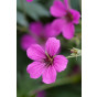 Geranium Patricia - Ooievaarsbek - 