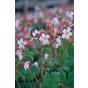 Geranium macrorrhizum Spessart - ooievaarsbek