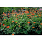 Geum coccineum Borisii - Nagelkruid - 