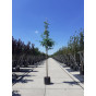 Gleditsia triacanthos Sunburst - Valse christusdoorn - boom