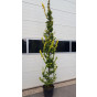 Ulmus hollandica Wredei - Goudiep - boom