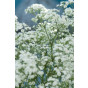 Gypsophila paniculata Schneeflocke - Gipskruid - 