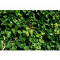 Hedera hibernica Arbori Compact - Struikklimop