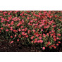 Helianthemum 'Ben Hope' - Zonneroosje - 