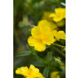 Helianthemum 'Golden Queen' - Zonneroosje - 