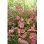 Helianthemum Lawrenson's Pink - Zonneroosje -